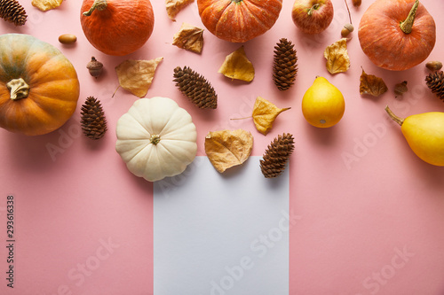 ripe whole colorful pumpkins and autumnal decor on pink background with white blank paper