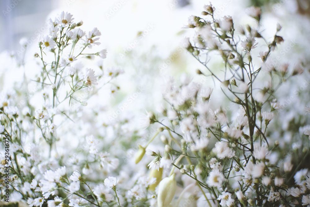 soft white flowers
