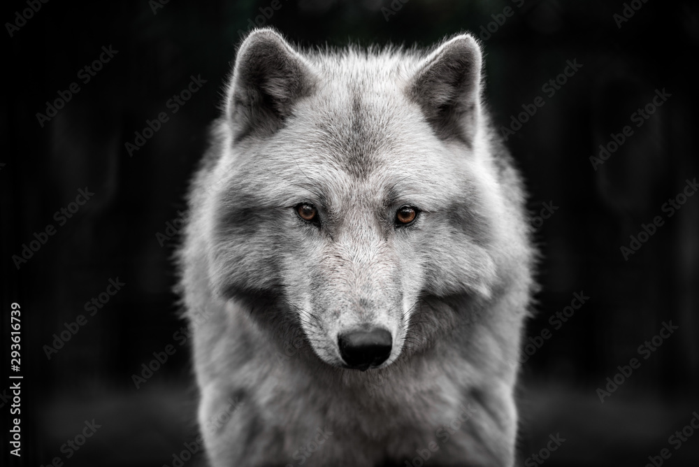Portrait of polar wolf handsome young male.