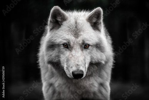 Portrait of polar wolf handsome young male. photo