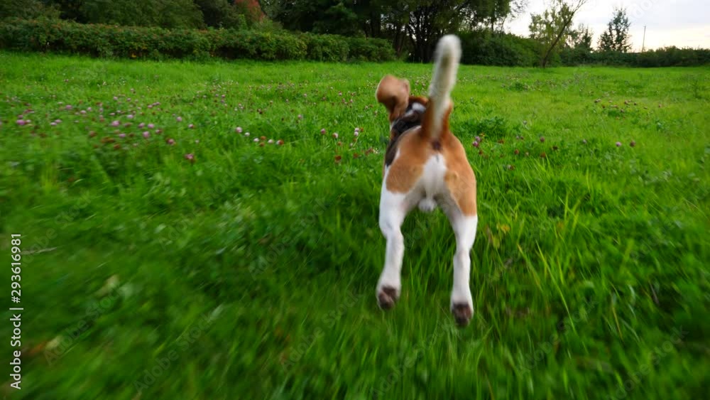 Funny playful beagle run away with toy, POV shot from chaser perspective. Active dog love to play outdoors, green grassy lawn at summer park, warm evening time Funny playful beagle run away with toy, POV shot from chaser perspective. Active dog love to play outdoors, green grassy lawn at summer park, warm evening time