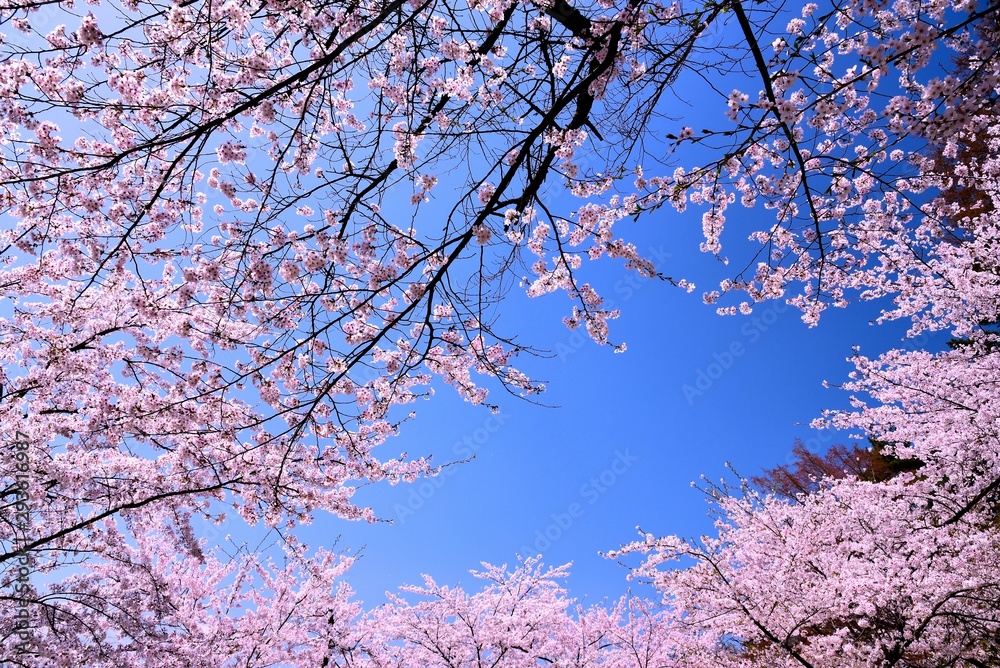 臥竜公園の桜 臥竜公園の桜