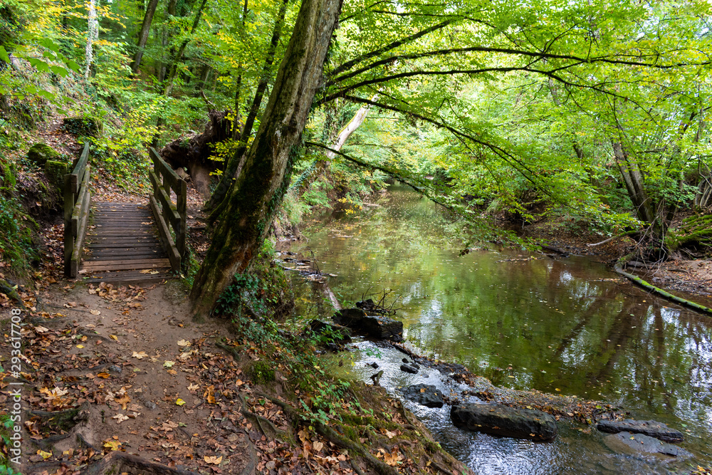 beautiful woodland in autumn time in Germany beautiful woodland in autumn time in Germany