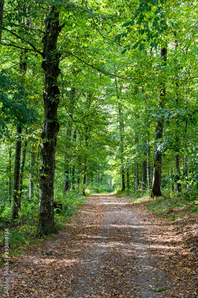 beautiful woodland in autumn time in Germany