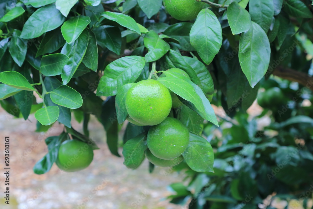 mandarin orange field in Okayama,Japan