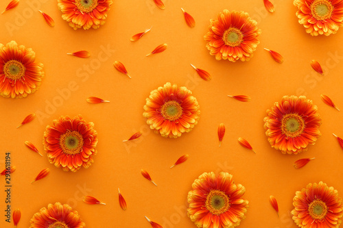 top view of gerbera flowers with petals on orange background