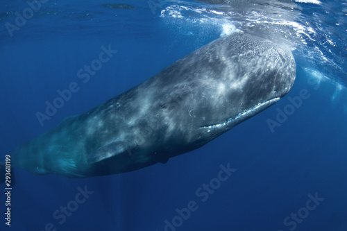 sperm whale, physeter macrocephalus, Indian Ocean photo