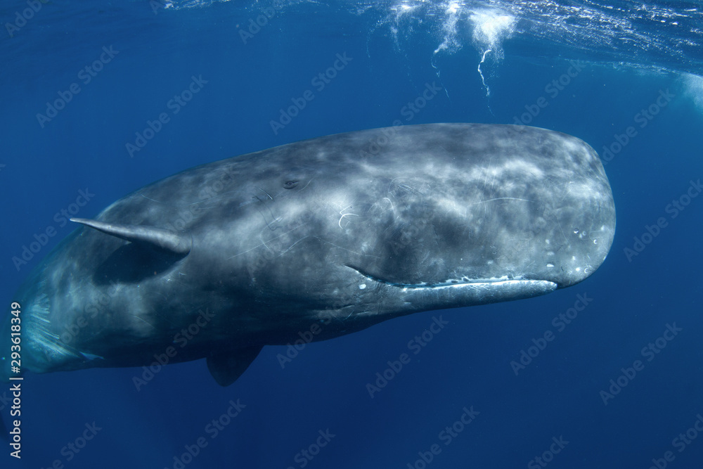 Naklejka premium sperm whale, physeter macrocephalus, Indian Ocean