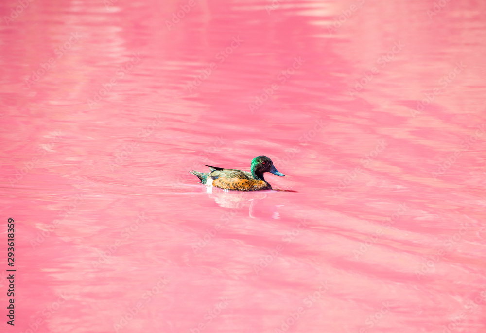 Portrait of Duck living and swimming in salt pink lake in West gate park of Melbourne, Australia.