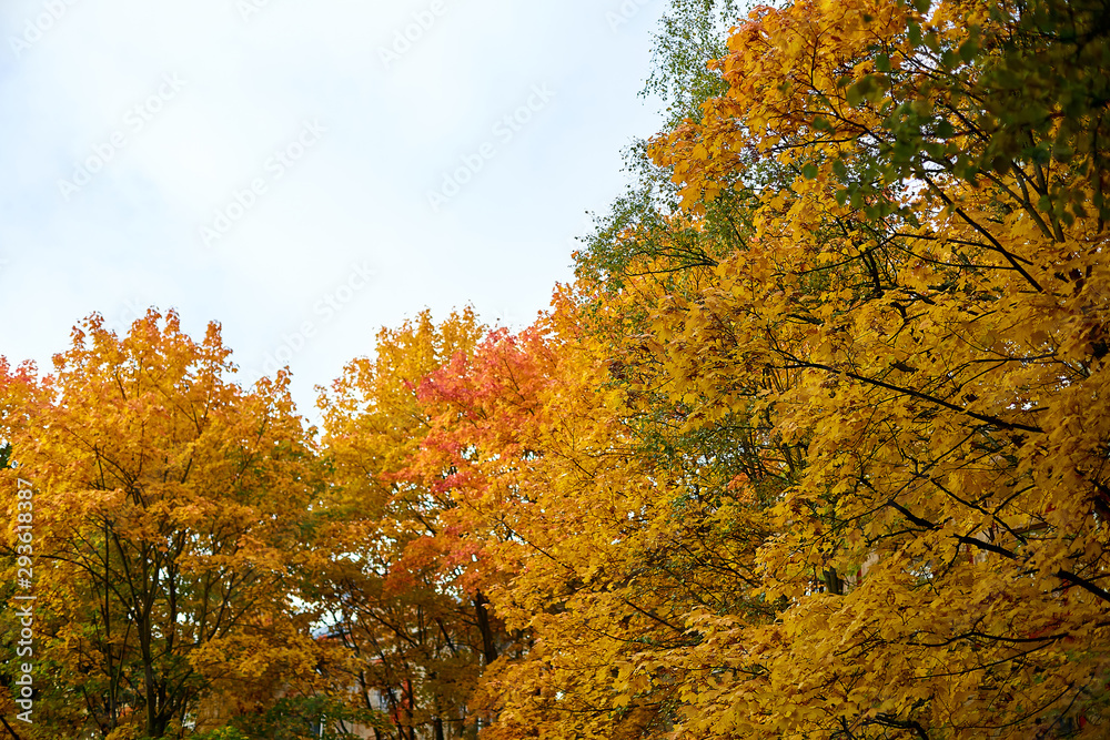 the top of the orange maple leaves against the sky