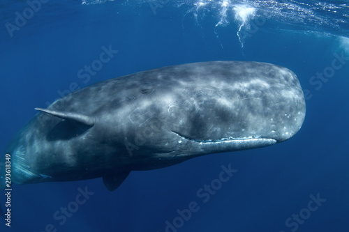 sperm whale, physeter macrocephalus, Indian Ocean