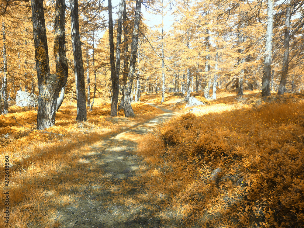 Fototapeta premium autumn in a path forest on the mountains