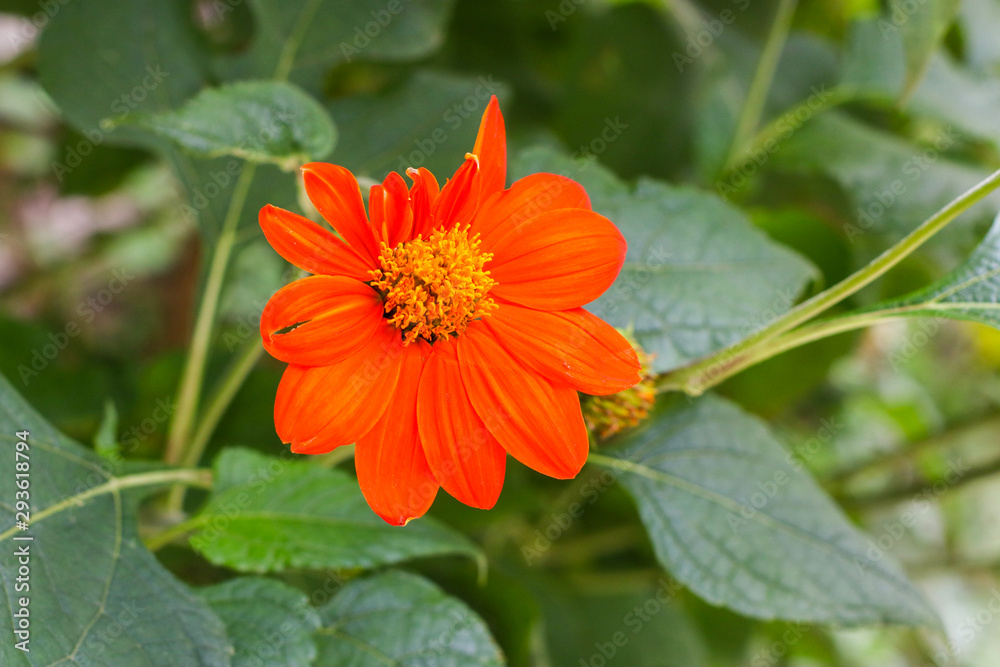 red and yellow flower red and yellow flower