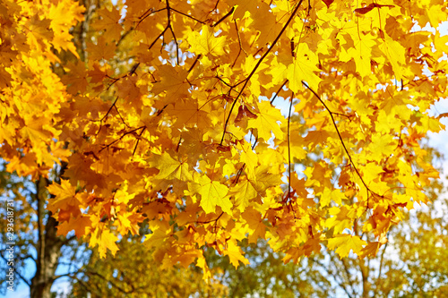 the yellow maple leaves against the sky