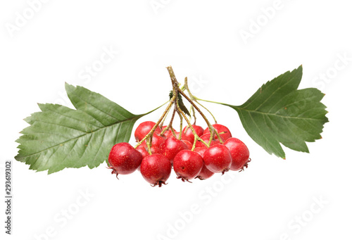 Hawthorn with leaves  on white background 