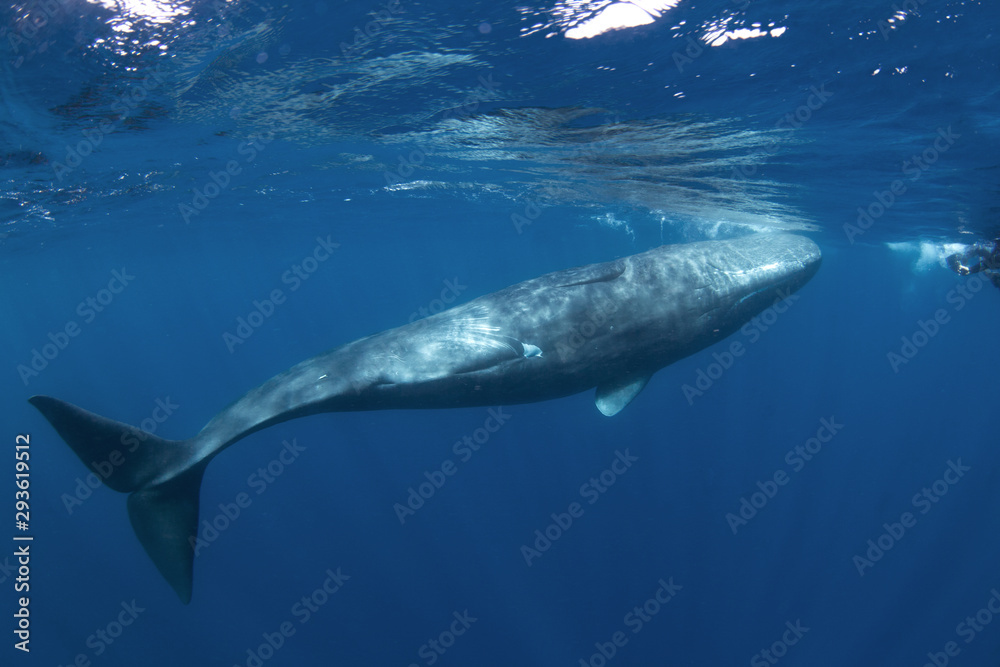 sperm whale, physeter macrocephalus, Indian Ocean sperm whale, physeter macrocephalus, Indian Ocean