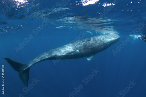 sperm whale, physeter macrocephalus, Indian Ocean © prochym