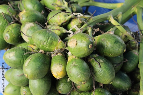 Betel palm on tree with the nature