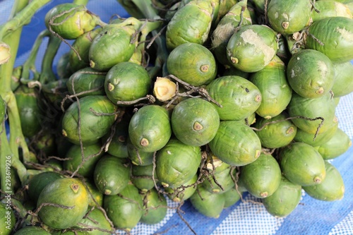 Betel palm on tree with the nature