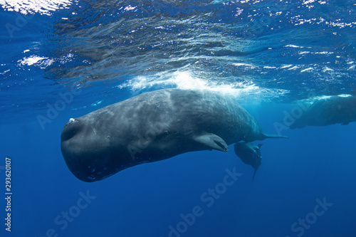 sperm whale, physeter macrocephalus, Indian Ocean