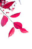 Autumn background with red leaves on tree branches. Soft focus