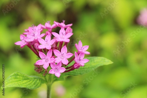 Pink flower is beauty in the garden