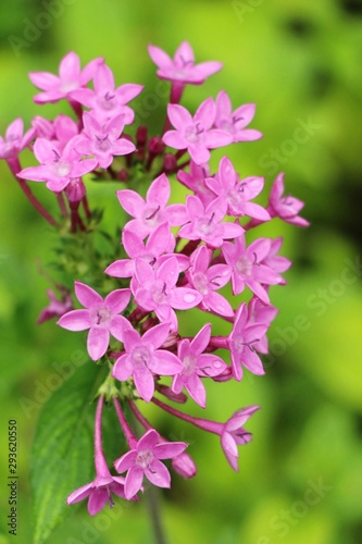 Pink flower is beauty in the garden