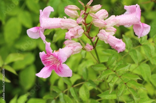 Pink flower is beauty in the garden