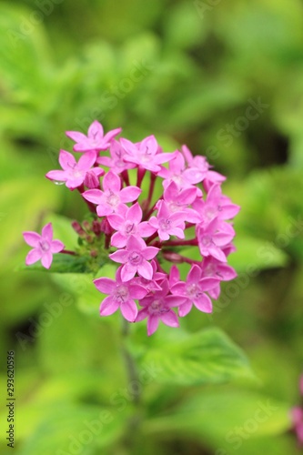 Pink flower is beauty in the garden