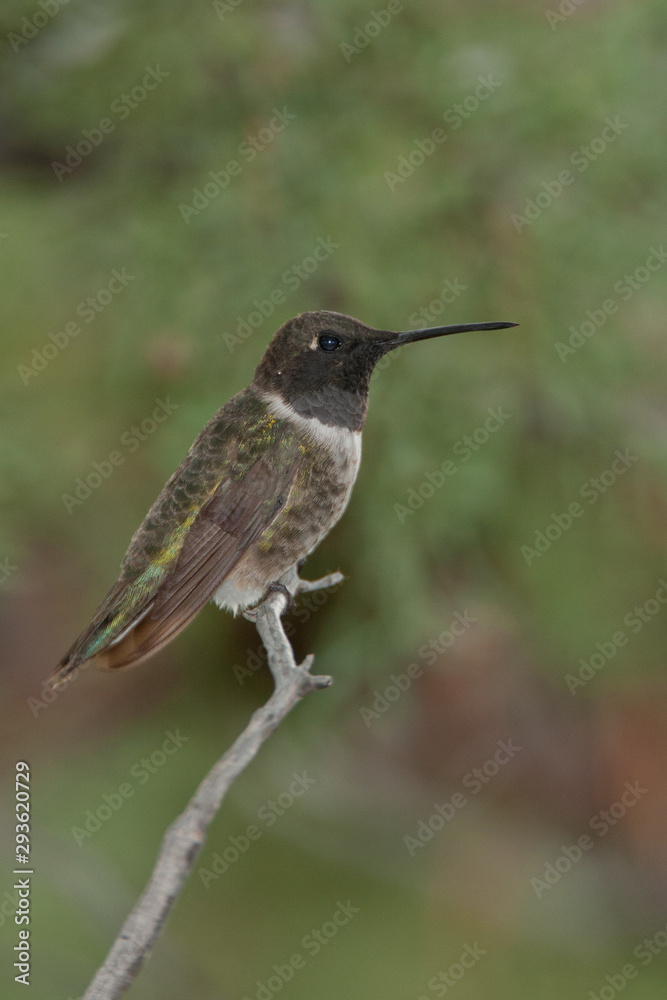 Fototapeta premium Black-chinned Hummingbird male Taken in SE Arizona