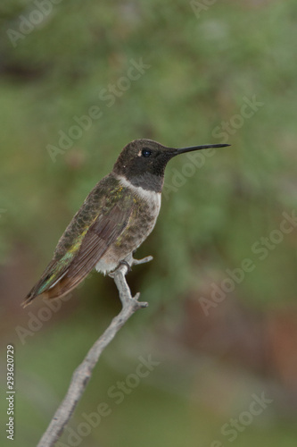 Black-chinned Hummingbird male Taken in SE Arizona