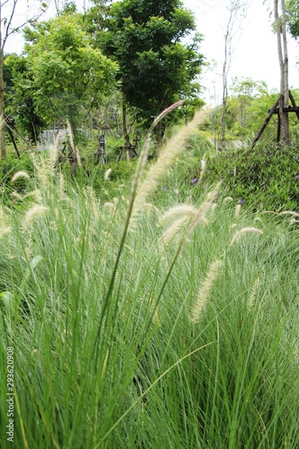Grass flowers at beautiful in the nature
