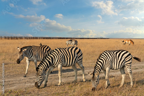 Zebras African herbivore animals group feeding and browsing on the grass  prairie landscape in autumn.