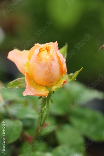 Beautiful roses is blooming in the garden