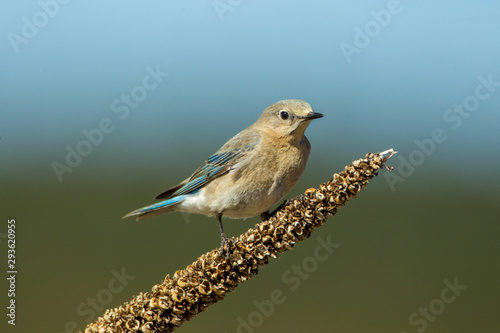 Mountain Bluebird female  © Stan