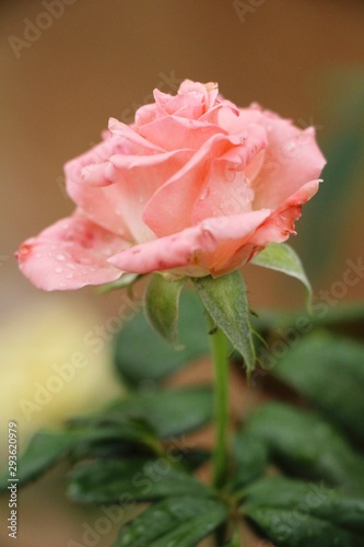 Beautiful roses is blooming in the garden