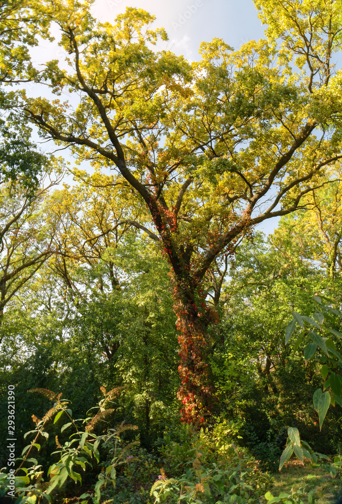 Autumn tree landscape with yellow leaves Autumn tree landscape with yellow leaves