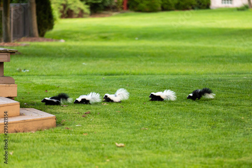 Mother Skunk with Babies