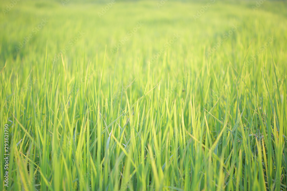 green Rice leaves in rice field 