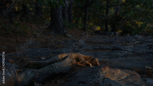 Wallpaper Mural Forest shadows Torontodigital.ca