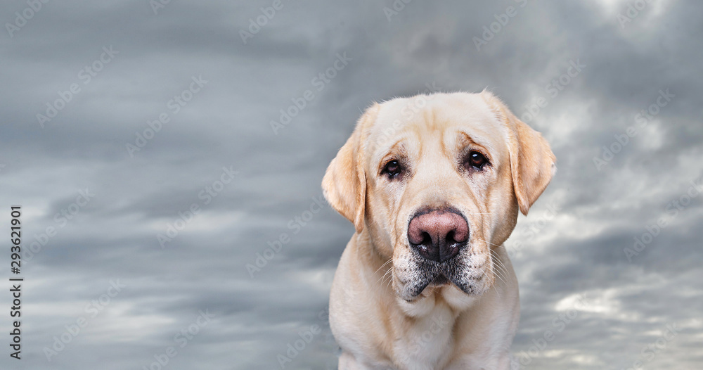 Winter photo of a golden Labrador in snow Winter photo of a golden Labrador in snow