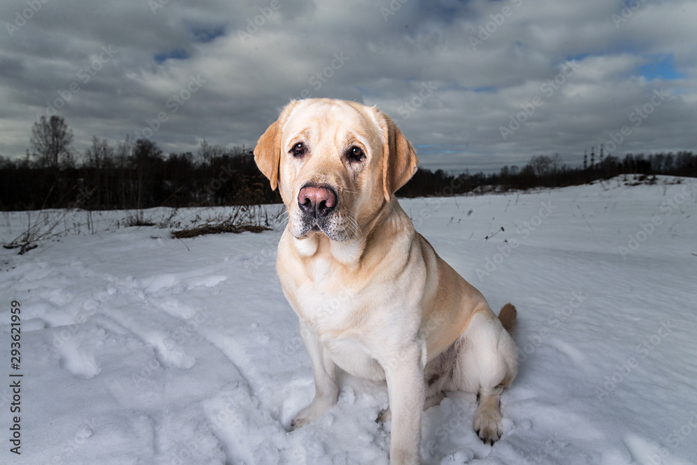 Winter photo of a golden Labrador in snow Winter photo of a golden Labrador in snow