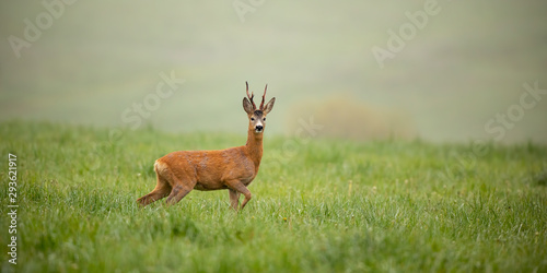 Panoramic wide composition with roe deer, capreolus capreolus, buck in summer. Wild deer in tranquil green nature with copy space.