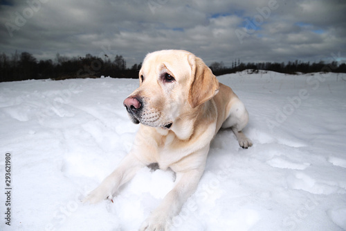 Winter photo of a golden Labrador in snow © Alexandr
