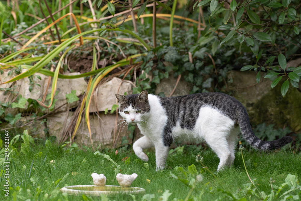 A tabby cat hunting birdbath