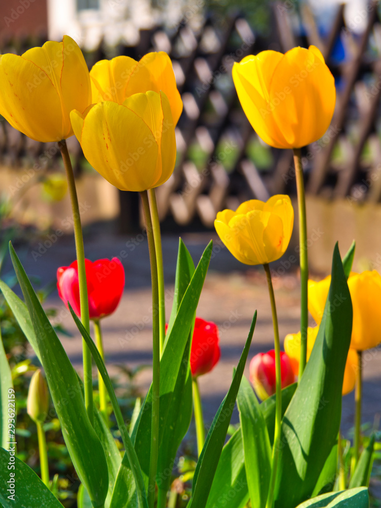 Fototapeta premium Tulpen