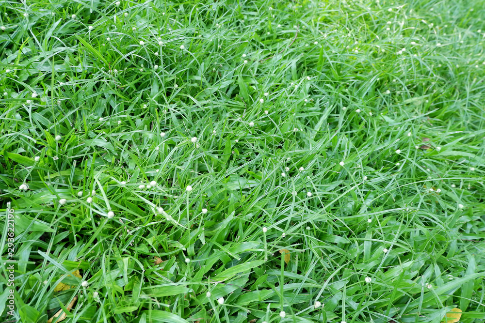 Green grass background and white flowers