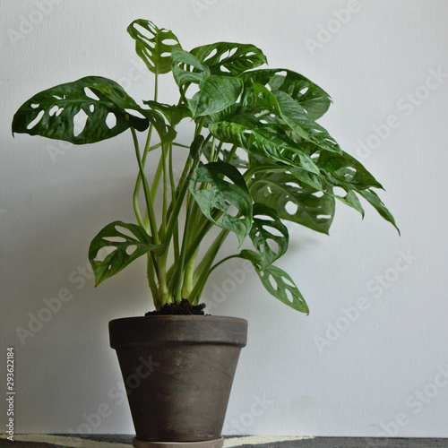 Five holes plant (Monstera adansonii). Exotic house plant on white background close-up