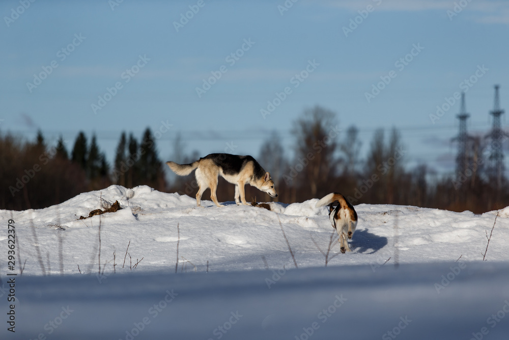 Two funny dogs playing together on winter snow field, outdoors Two funny dogs playing together on winter snow field, outdoors