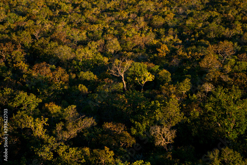 The Cerrado biome is a Brazilian savanna that is threatened by deforestation. Mato Grosso - Brazil photo